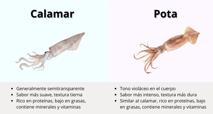 Diferencias entre pota y calamar