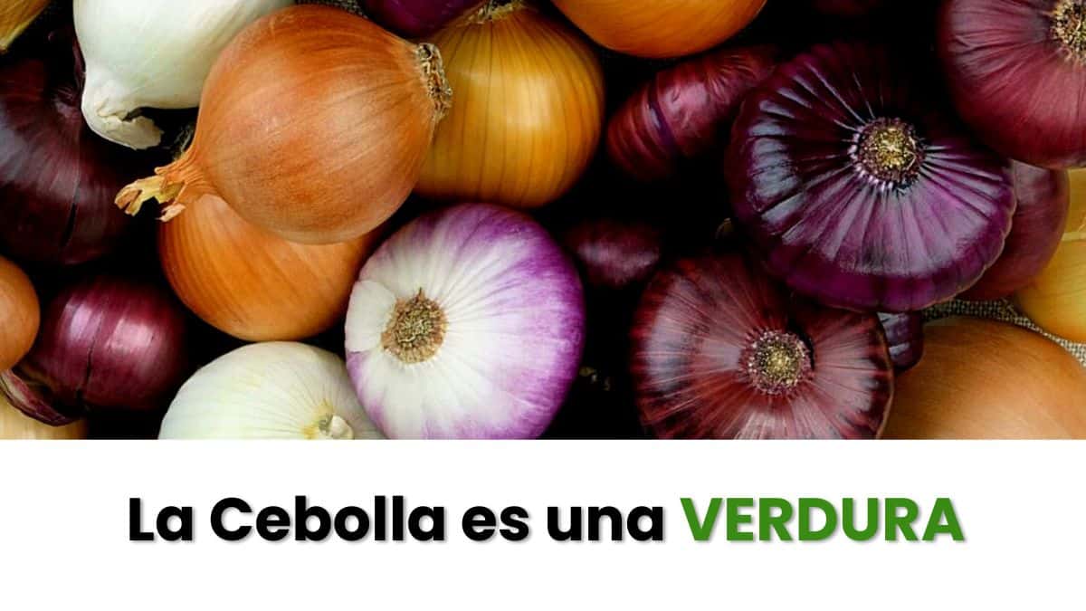 Cebolla es fruta o verdura